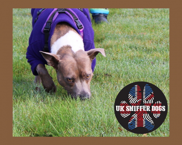 Bronze Online Tracking Course from UK Sniffer Dogs